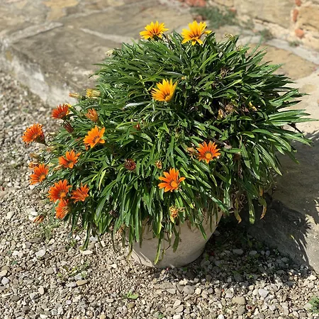 Di Santantimo Arezzo